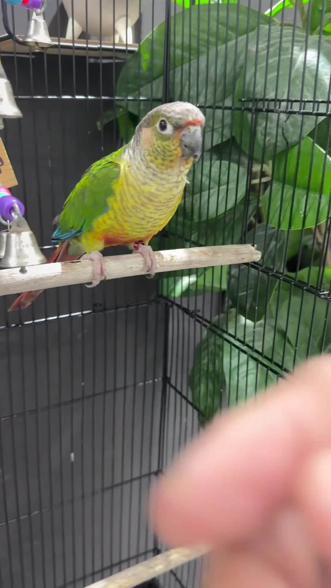 Conures birds for sale: Semi tame young conure with cage in Manchester - Video 2