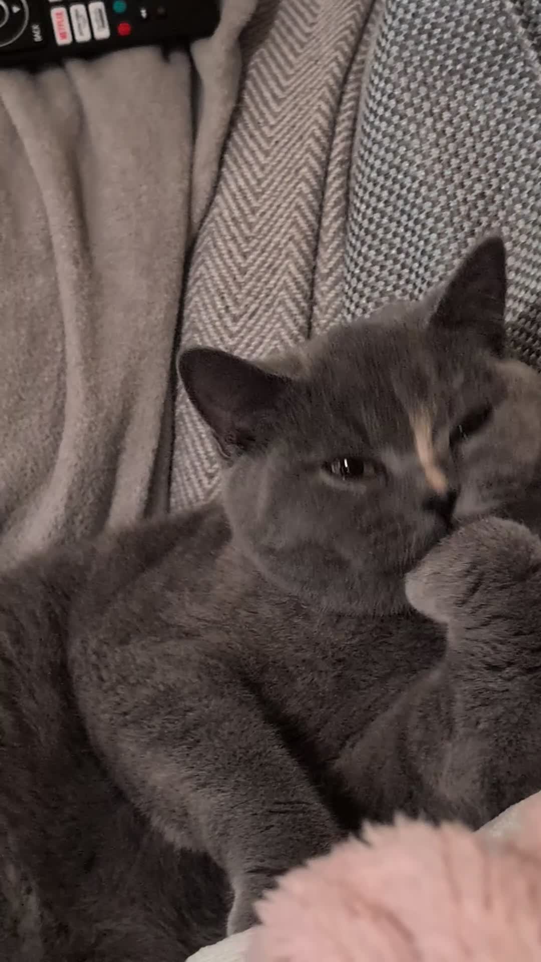 British Shorthair cats for sale: Blue British short hair female cat 10 months old in Southsea - Video 1