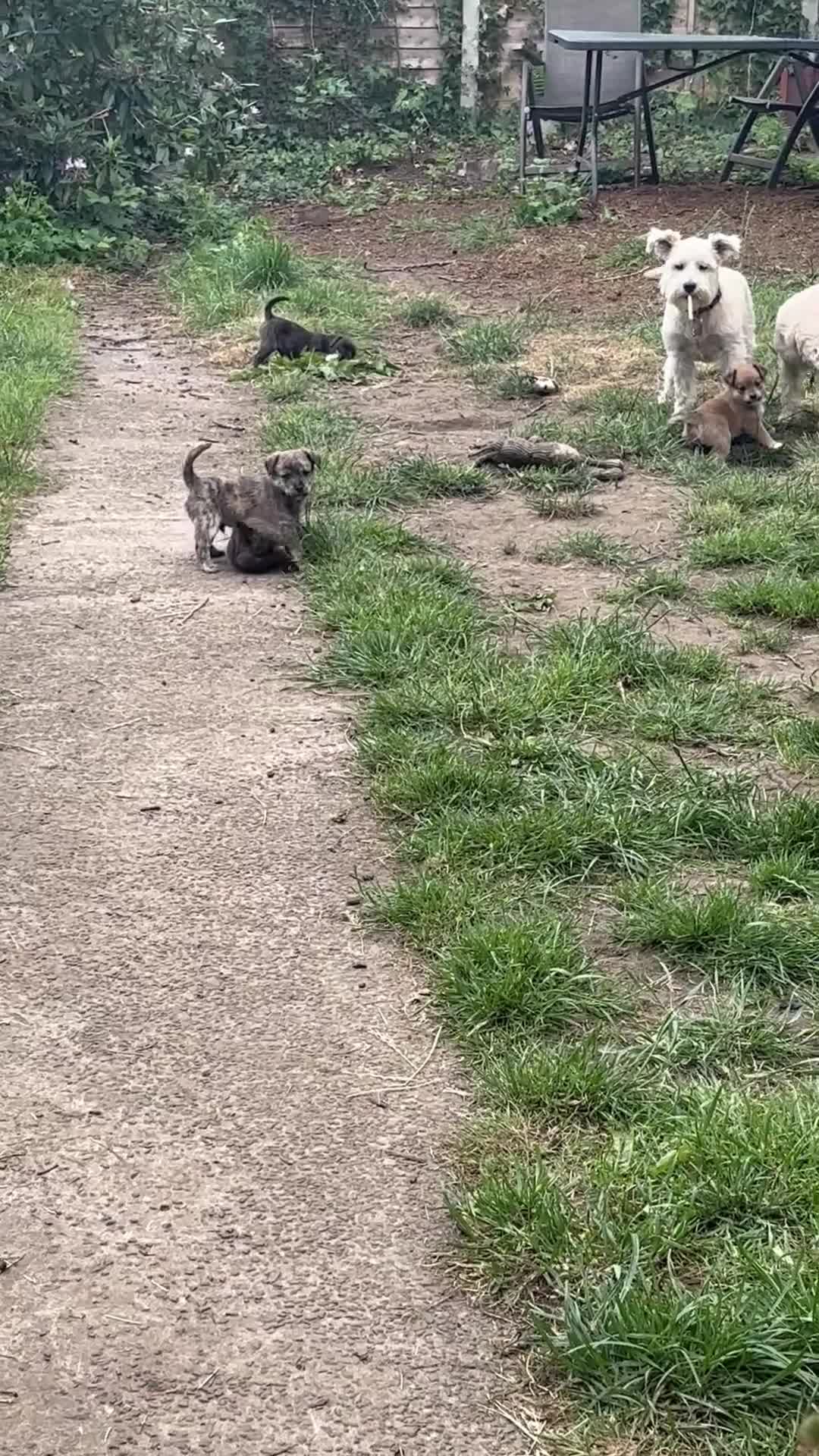 Mixed Breed dogs for sale: Gorgeous, sociable, home bred pups  in Manchester - Video 1