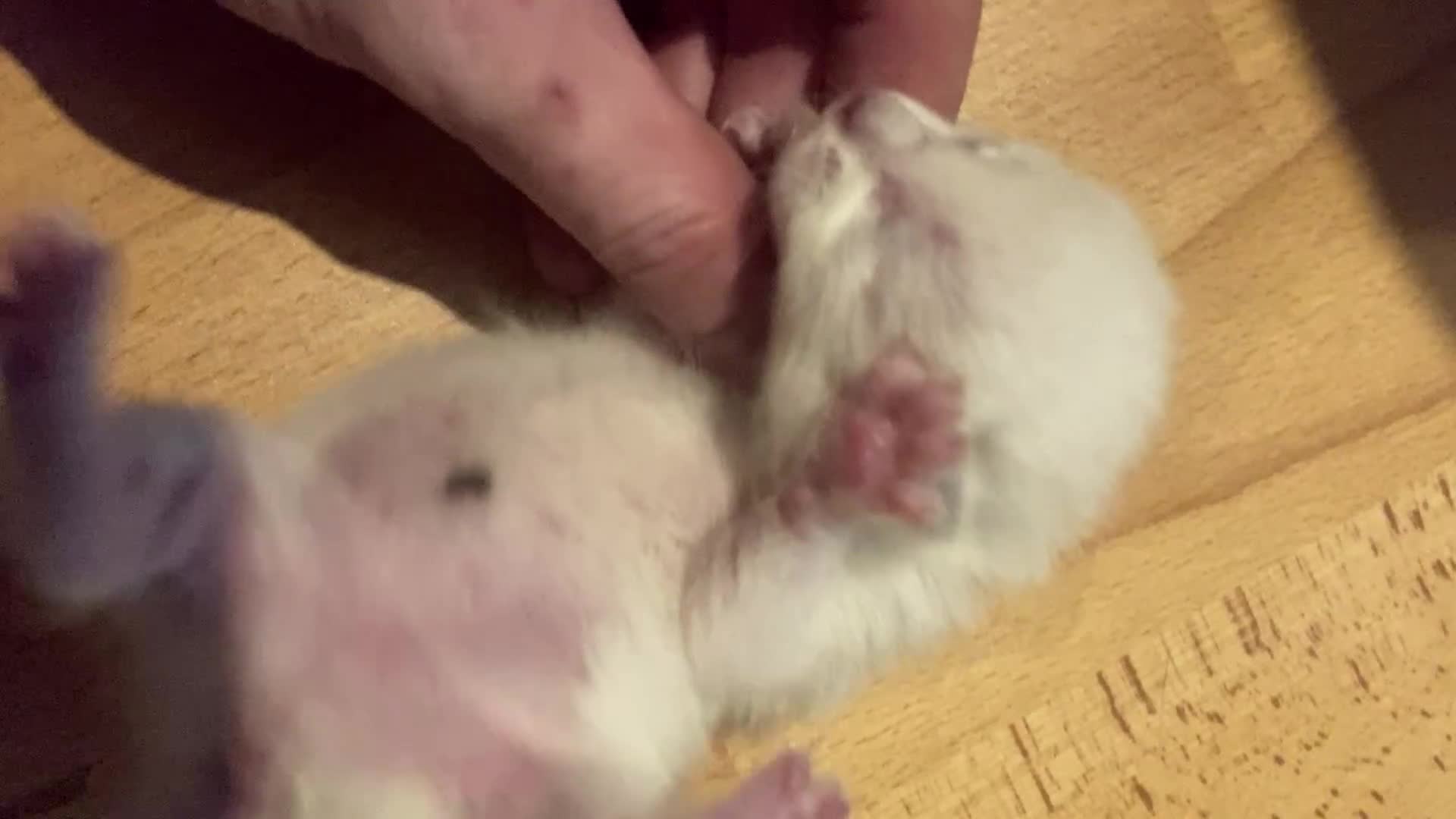 Siamese cats for sale: Siamese Kitten Looking for a Forever Home - Video 2