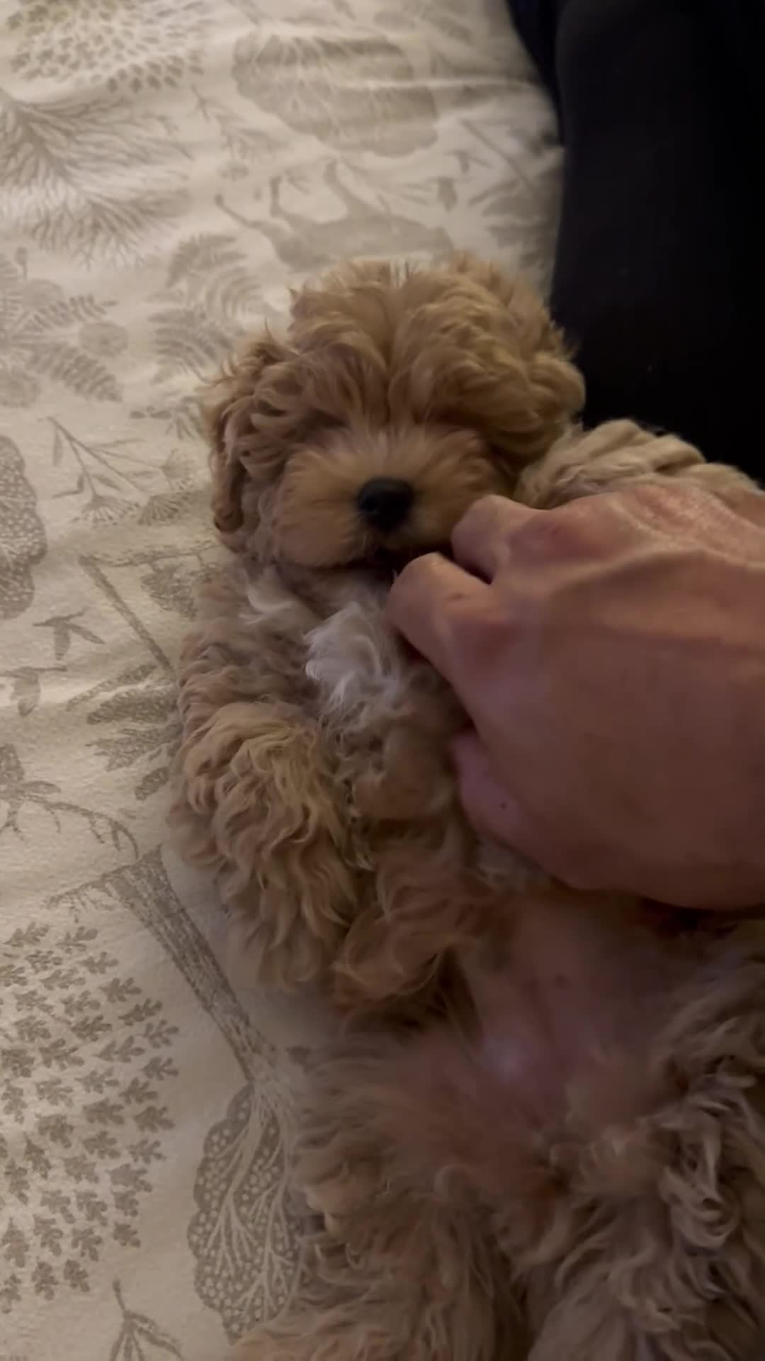 Maltipoo dogs for sale: Maltipoo - Video 2