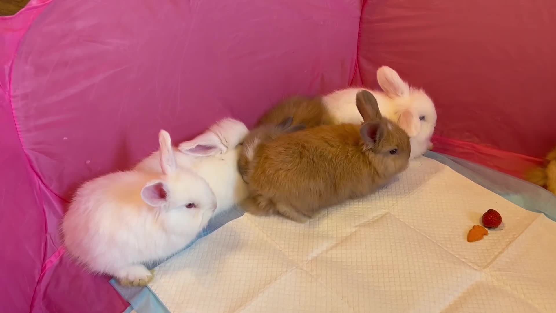 Angora rabbits for sale: English full faced Angora babies  - Video 1