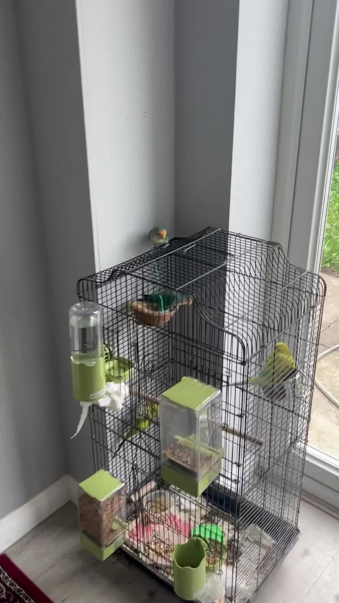 Lovebirds birds for sale: Lovebirds and Budgies for sale  - Video 1