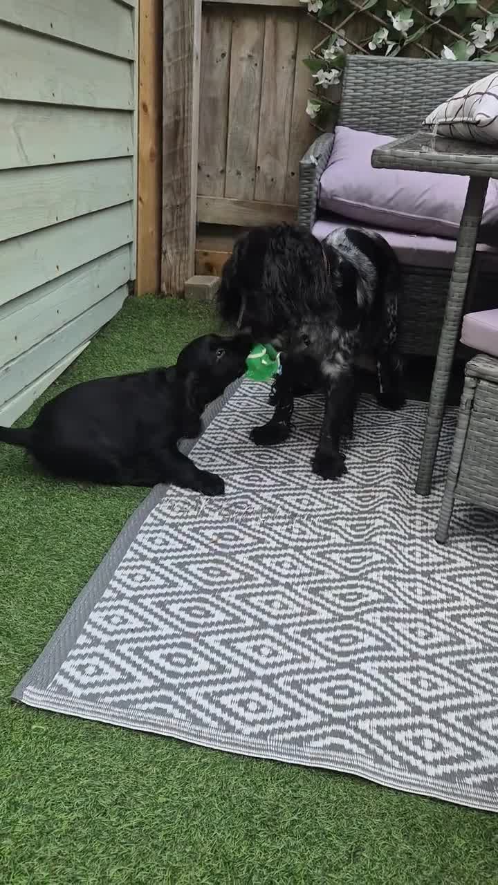 Sprocker dogs for sale: Working Sprocker Spaniels  - Video 2