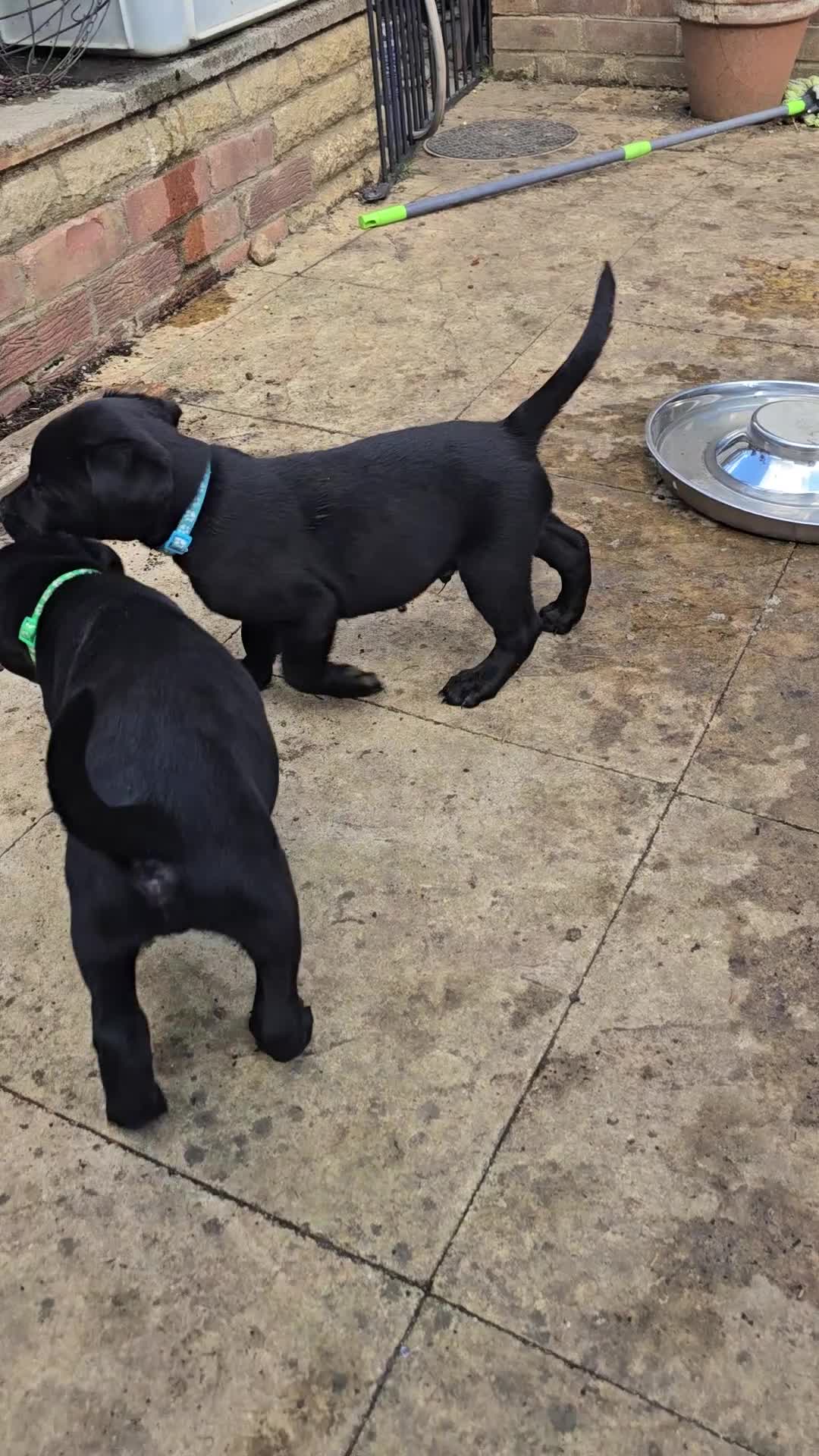 Labrador Retriever dogs for sale: Beautiful working labrador boys  - Video 2
