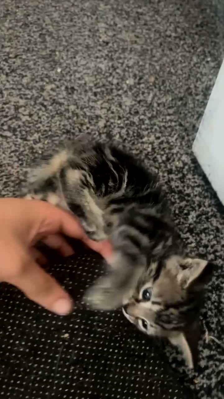 Egyptian Mau cats for sale: 4 kittens for sale  in Banbury - Video 2