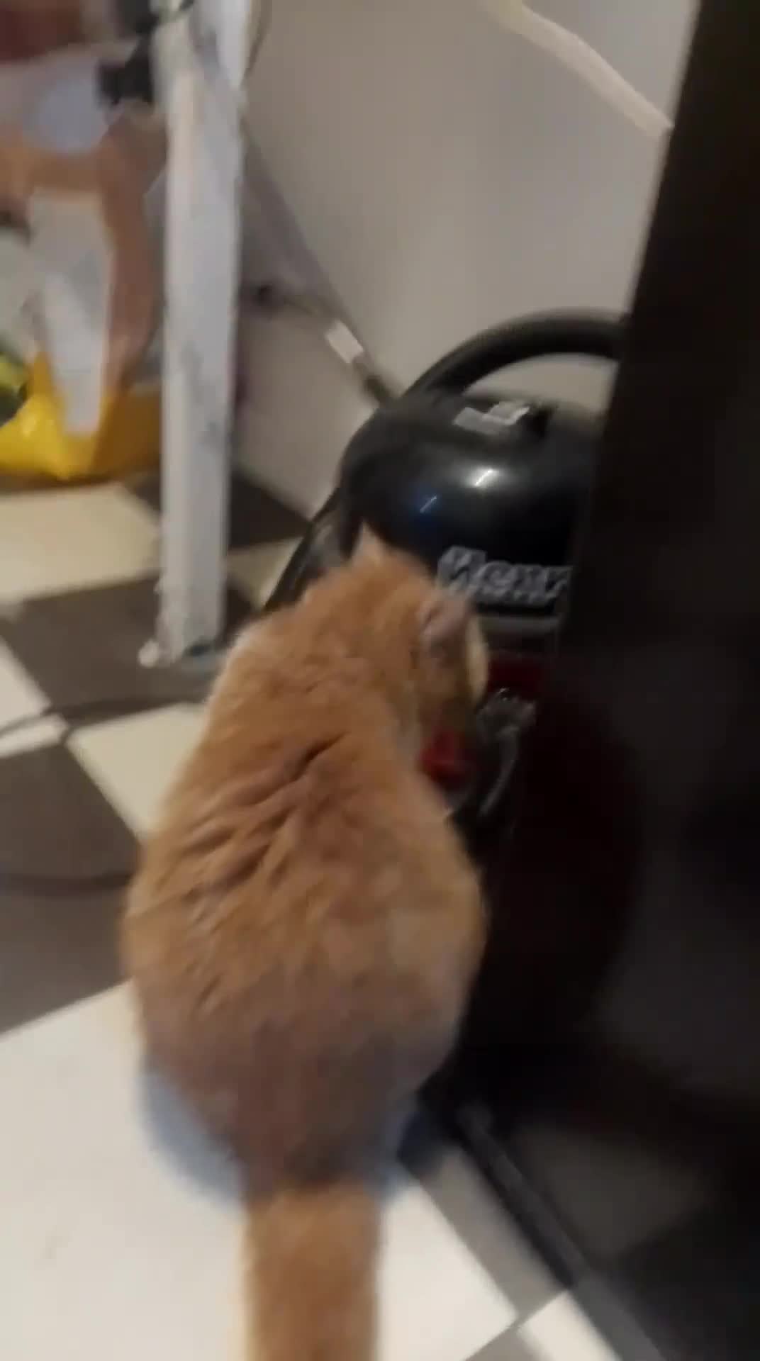 Exotic cats for sale: Exotic female  - Video 1