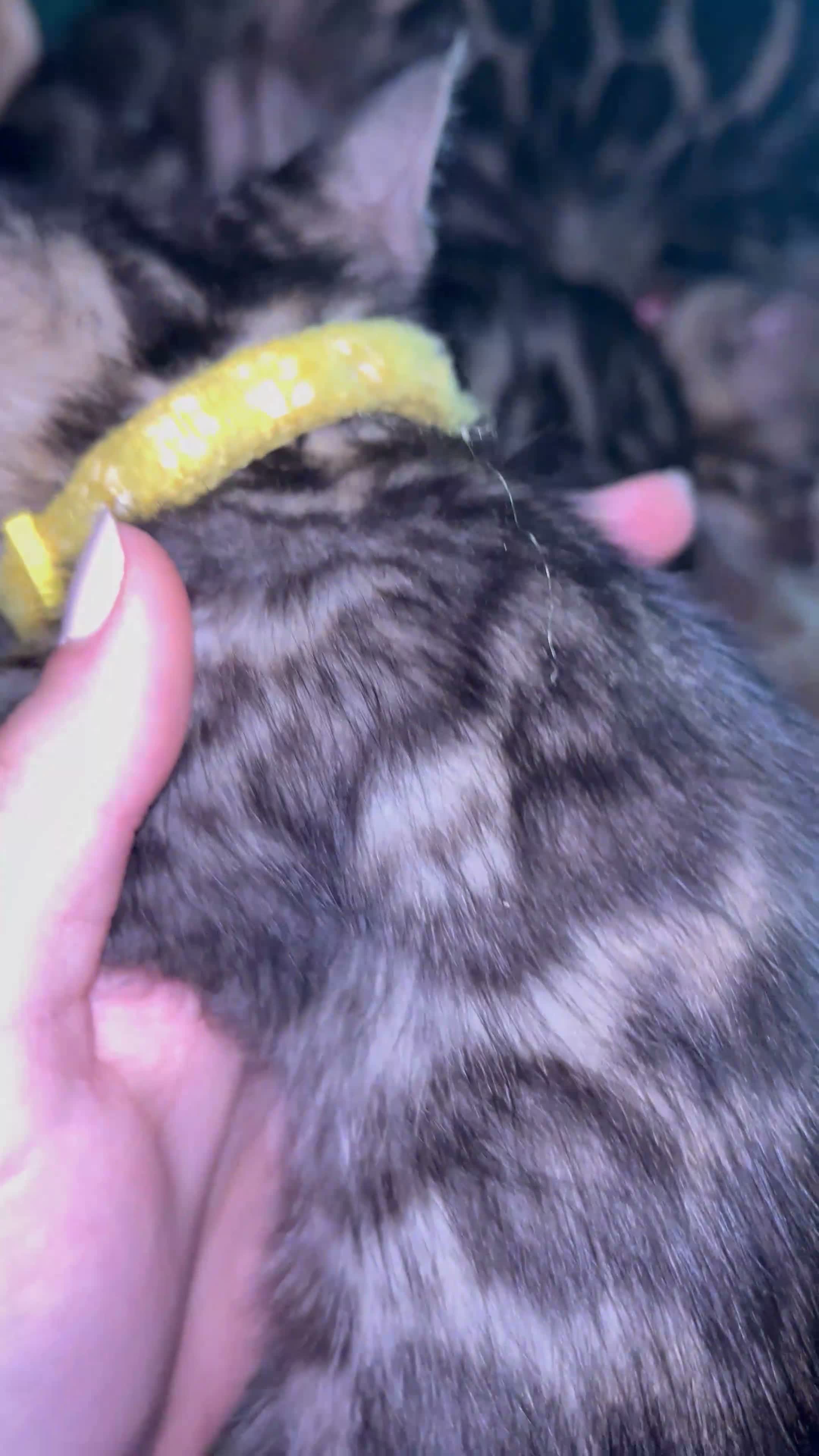 Bengal cats for sale: Pure Bengal Kittens ❤️ready for their new home 🏡  - Video 3