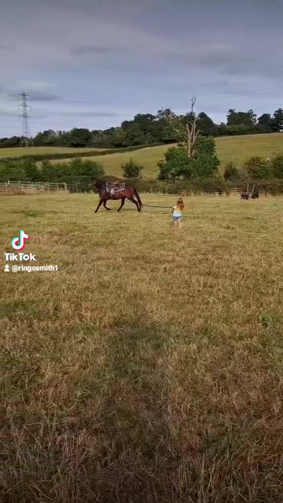 English Thoroughbred horses for sale: Bay mare 15h - Video 2