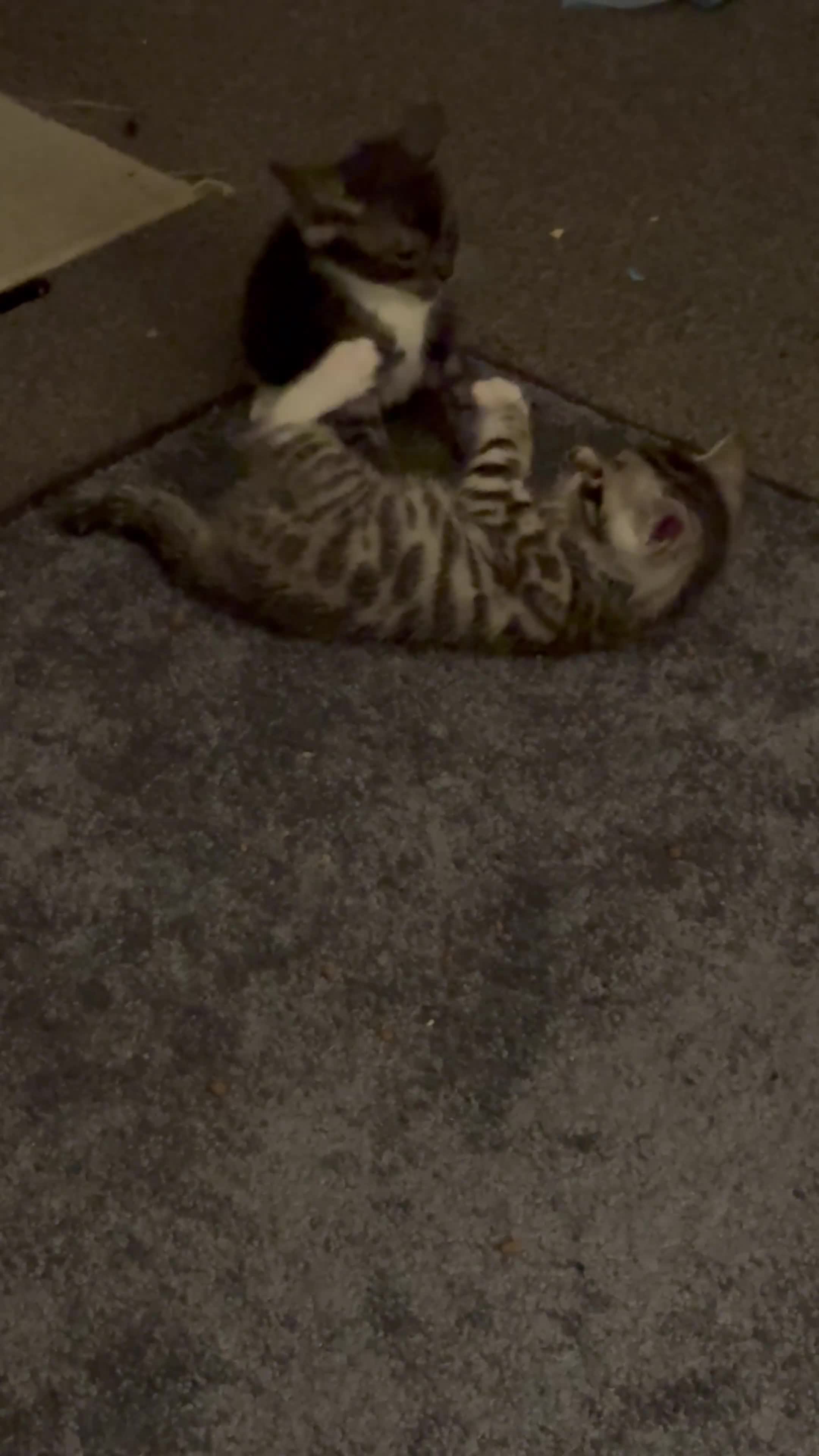 Bengal cats for sale: Bengal kittens  in Llanelli - Video 3