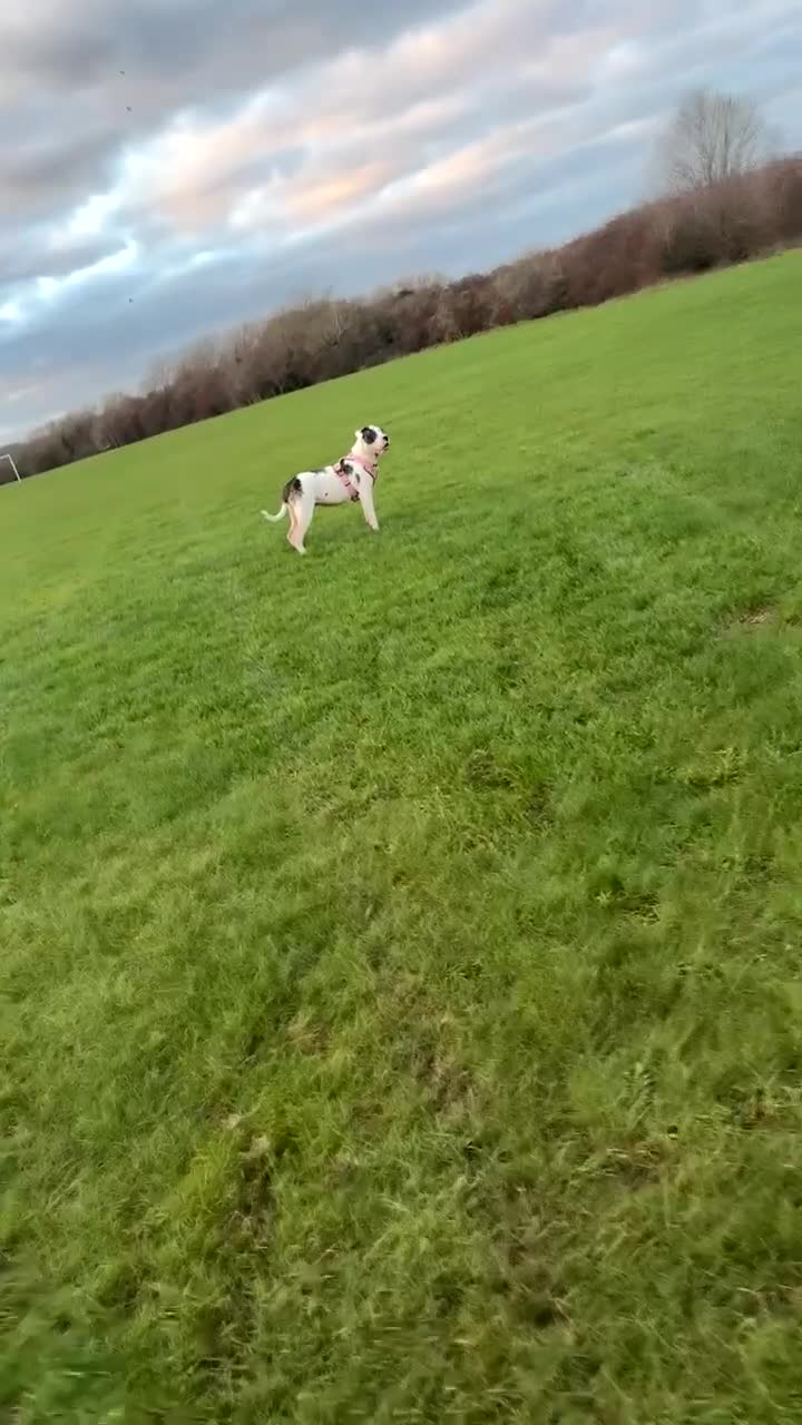 Mixed Breed dogs for sale: American bulldog - Video 2