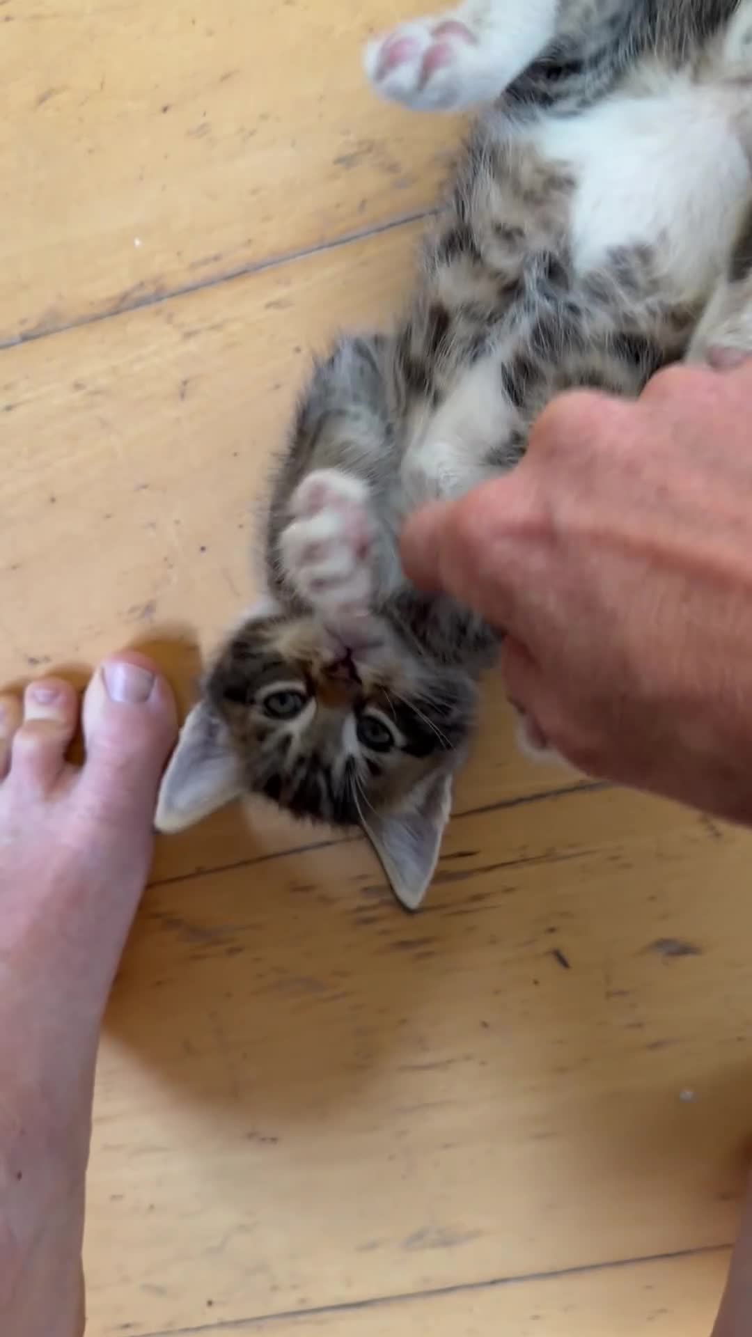 Mixed Breed cats for sale: Maine Coon X - Video 5