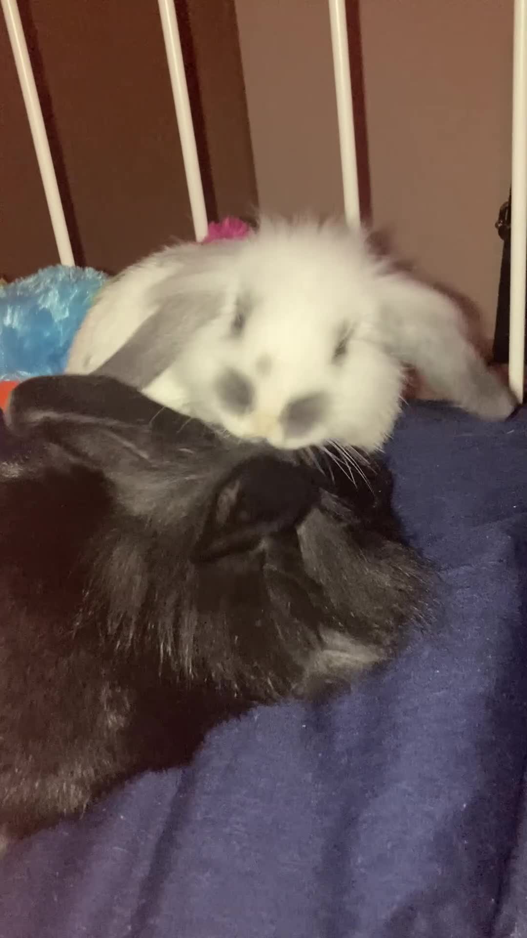 Mini Lion Lop rabbits for sale: 2 baby Mini Lion Lop for rehoming - Video 1