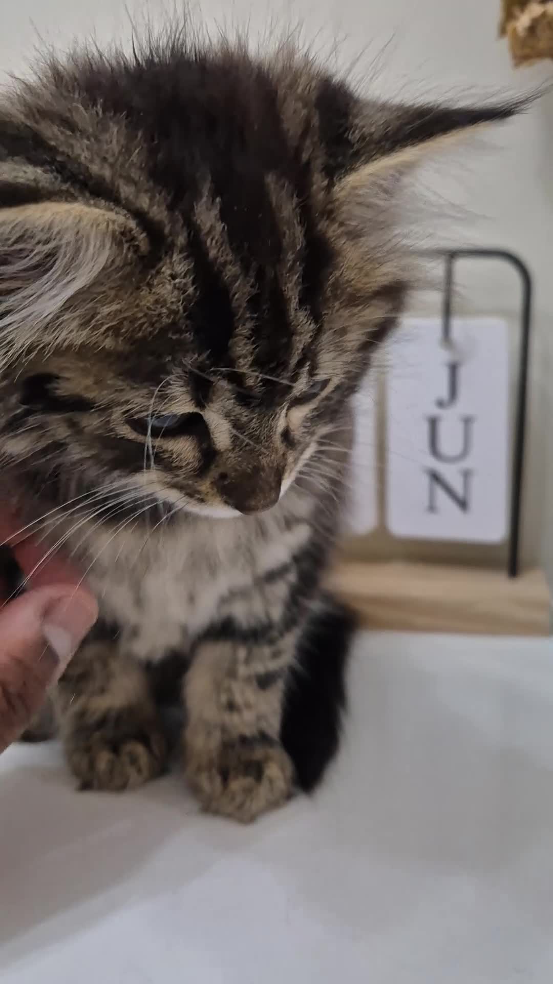 British Longhair cats for sale: Beautiful Mixed Breed Female Long-Haired Kitten - Video 1