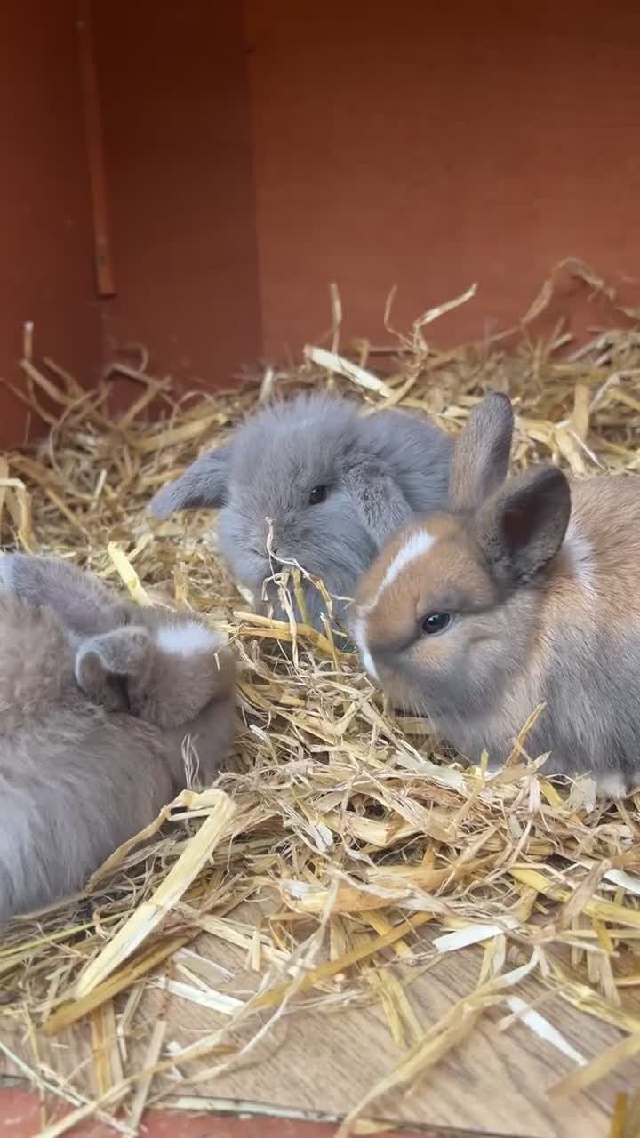 Mini Lion Lop rabbits for sale: 4 Lion Lop Kits for sale - Ready 4th November  - Video 3
