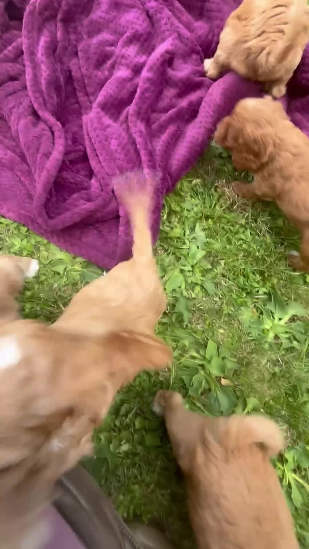 Cockapoo dogs for sale: Beautiful cockapoos - Video 1