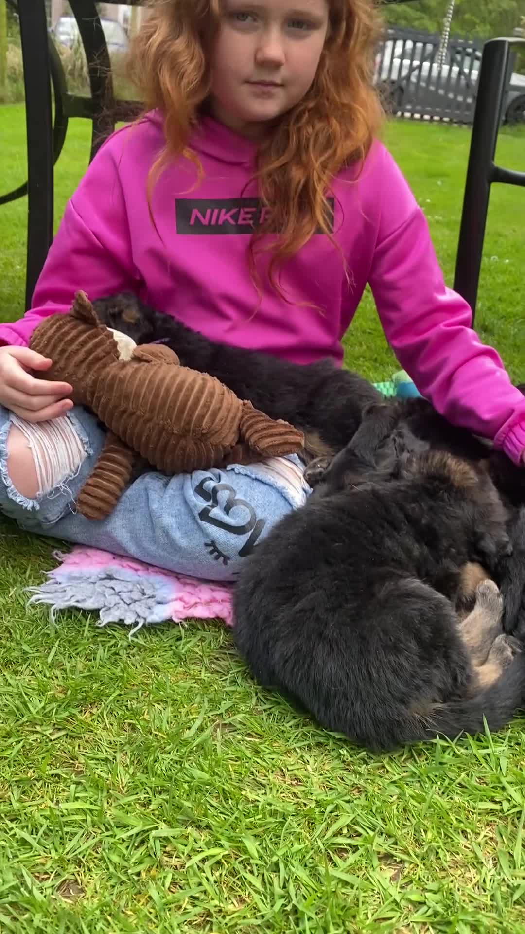 German Shepherd dogs for sale: Long haired German shepherd puppies  in Stoke-on-Trent - Video 2