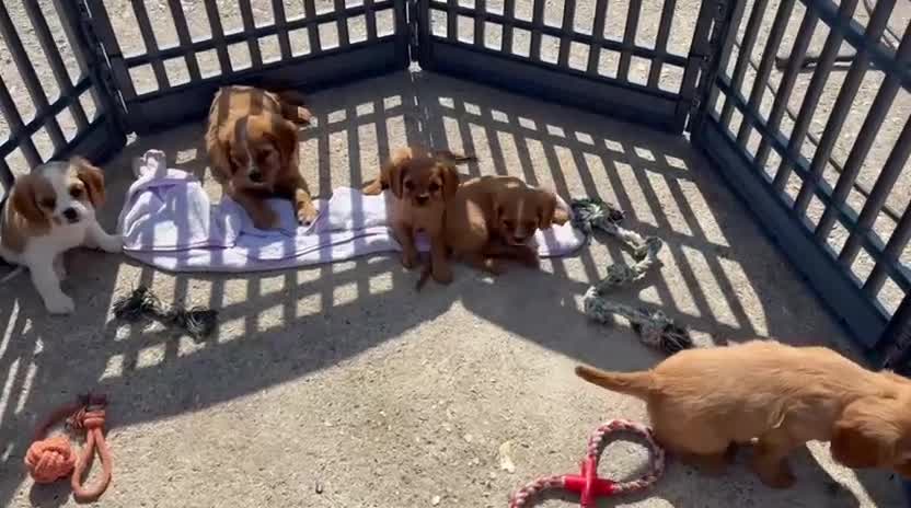 Cockalier dogs for sale: Gorgeous Cockalier Puppies… - Video 2
