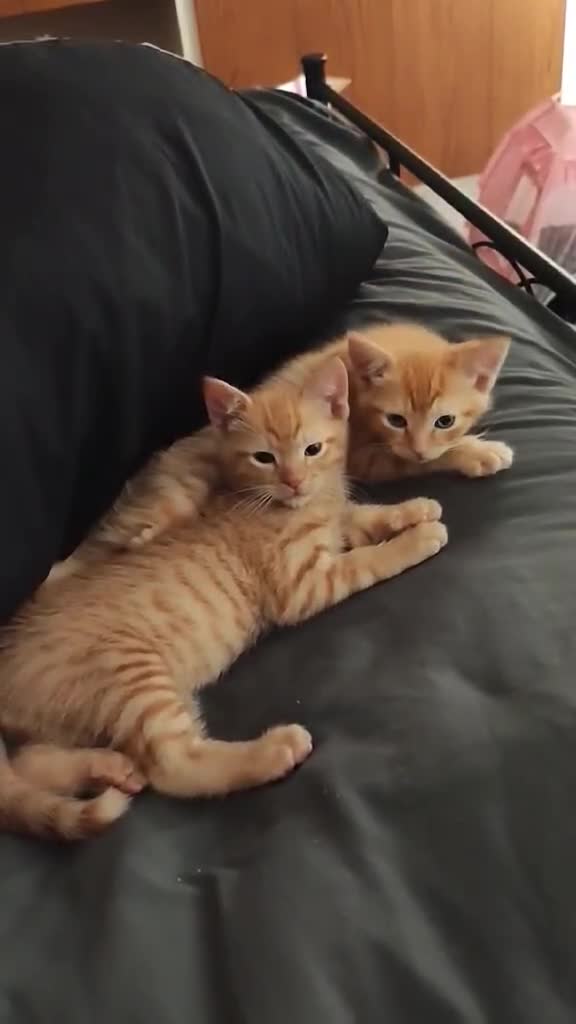 British Shorthair cats for sale: Ginger ready for forever home - Video 1