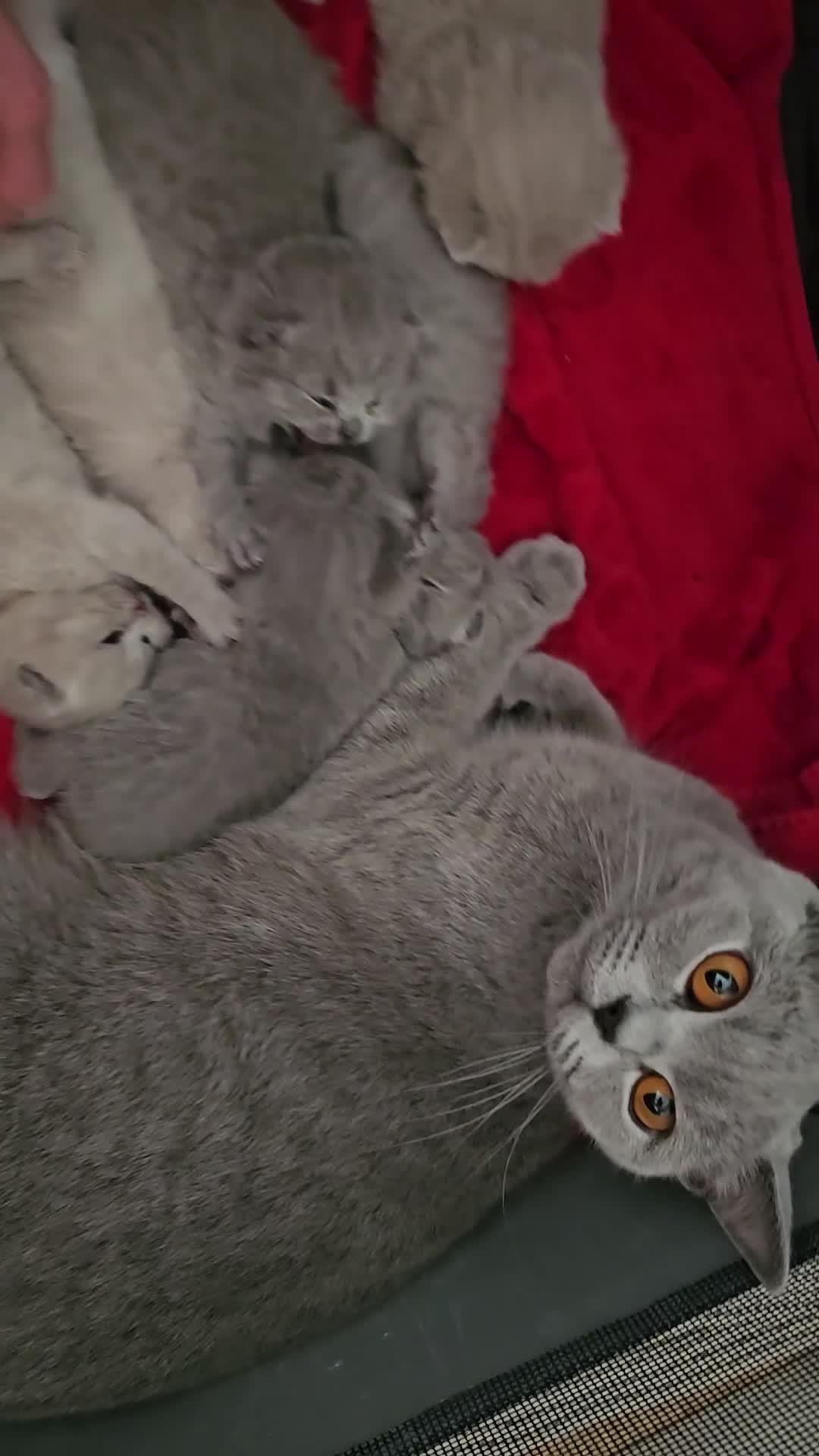 British Shorthair cats for sale: GCCF BSH Lovely Kittens - Video 1