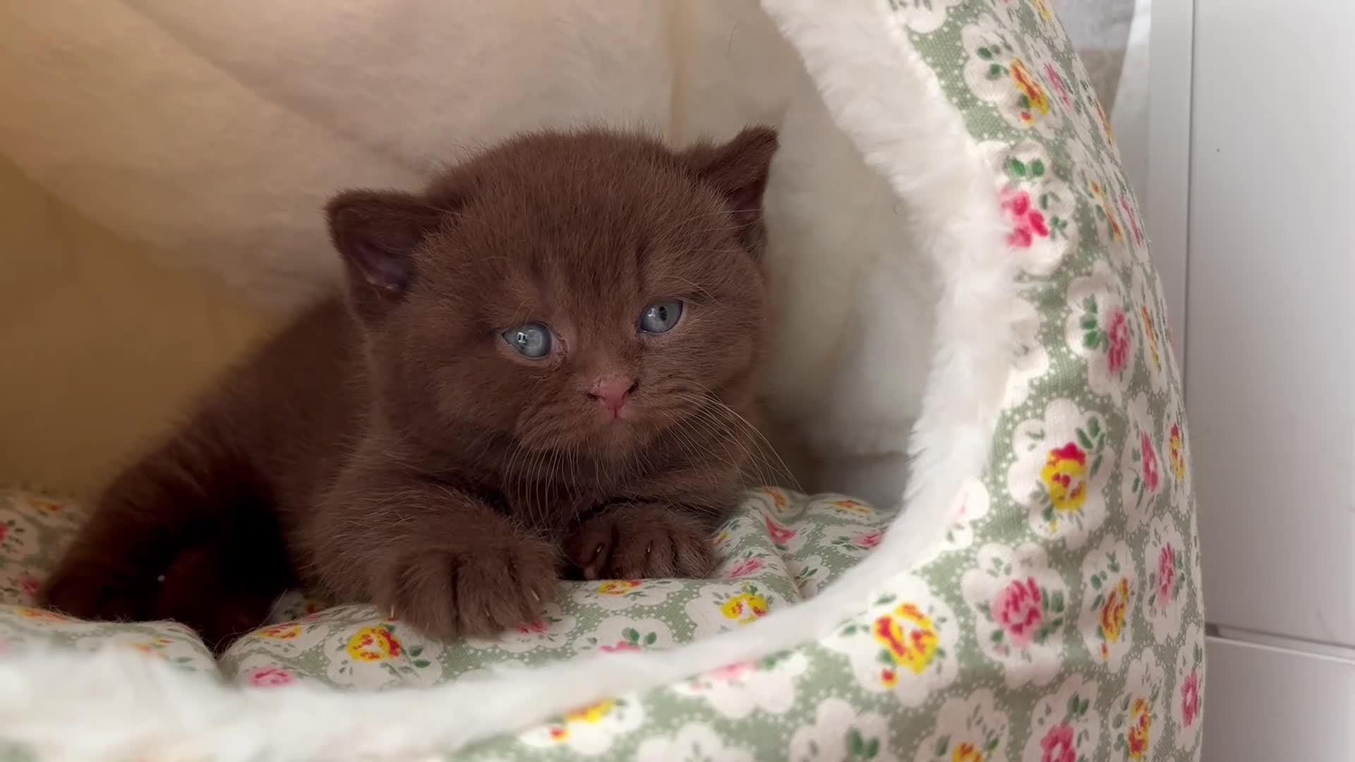 British Shorthair cats for sale: 🐾 Beautiful TICA Registered BSH Kittens - Video 1