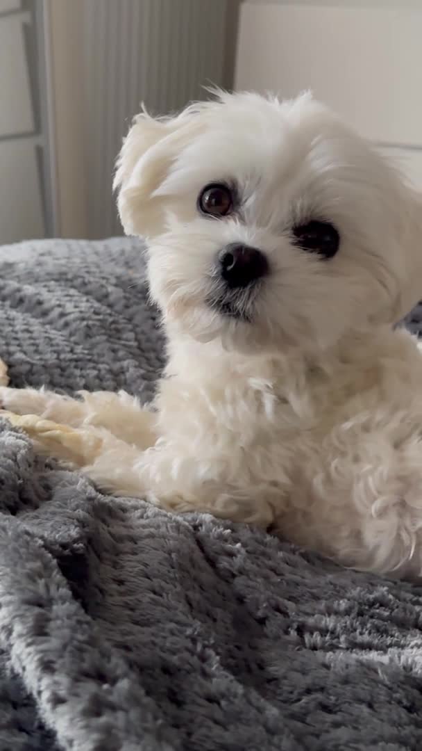 Maltese dogs for stud: beautiful tiny  Maltese boy for stud in Northampton - Video 2