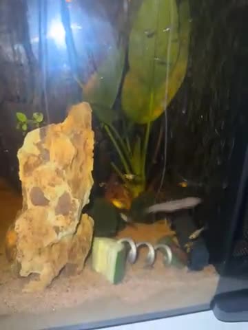 Mollies fish for sale: Guppies & Mollies - Video 1