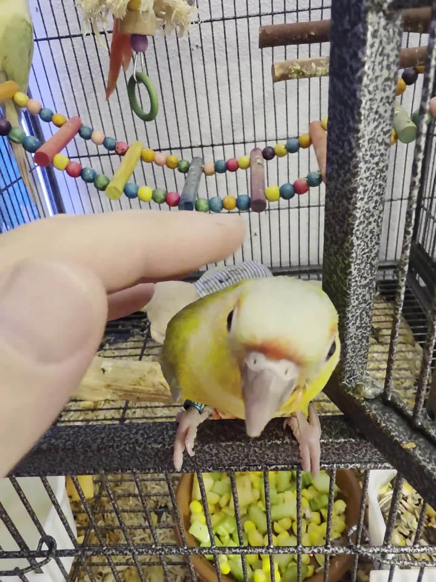 Conures birds for sale: Handreared Tame Conures - Video 1