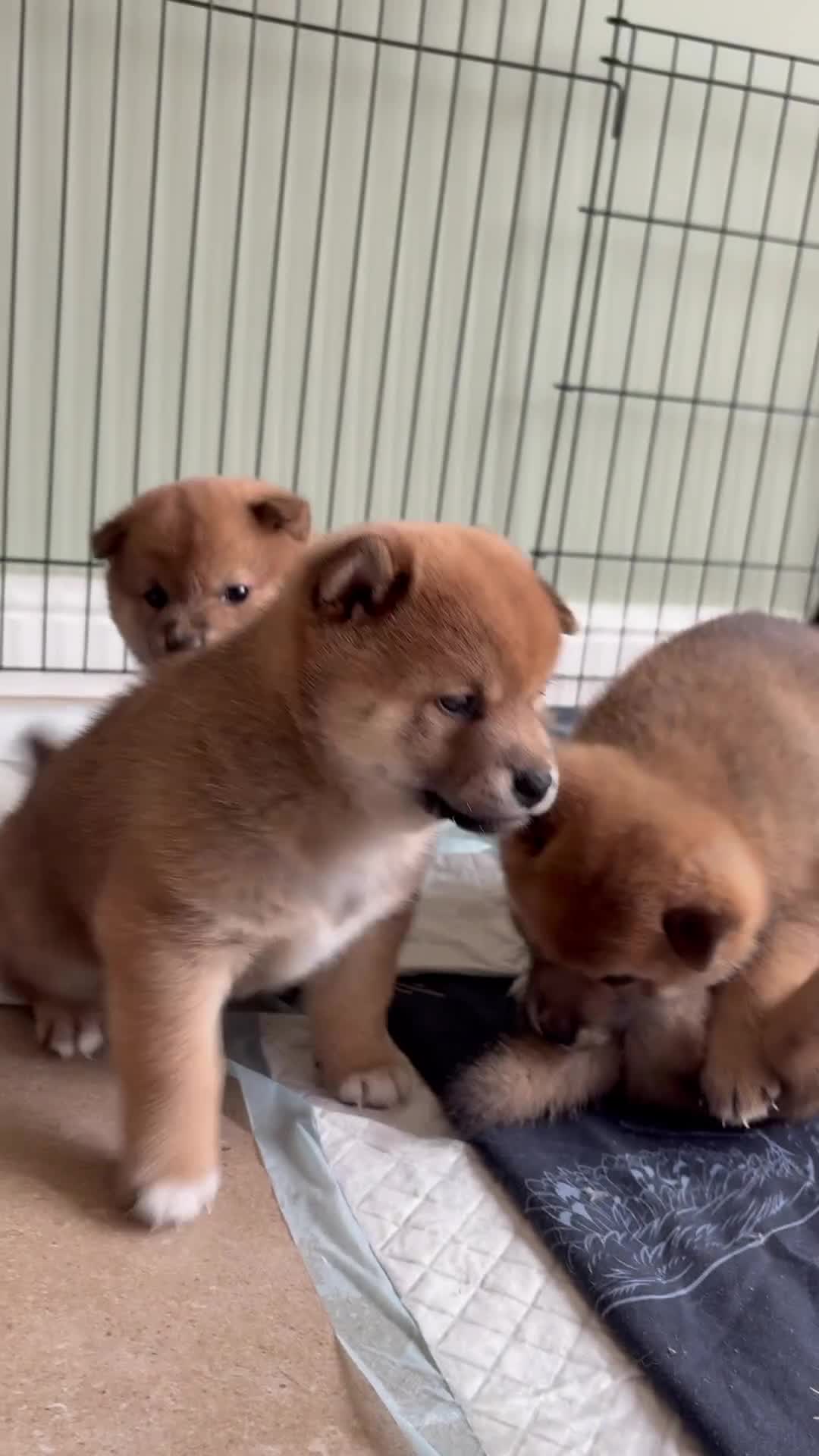 Japanese Shiba Inu dogs for sale: KC Registered Japanese Shiba-Inus  - Video 2