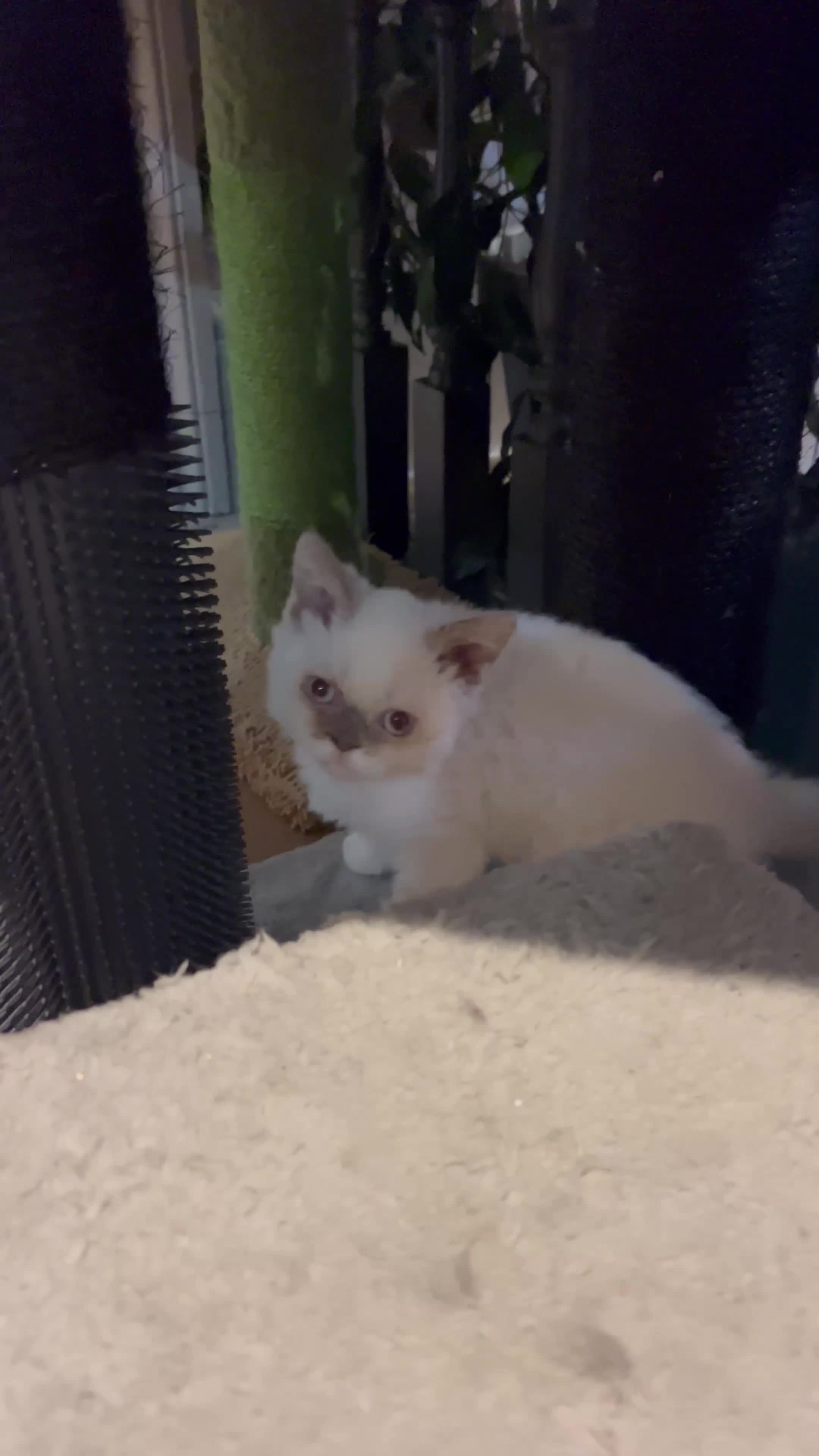 Selkirk Rex cats for sale: SELKIRK REX KITTENS  😻 - Video 2