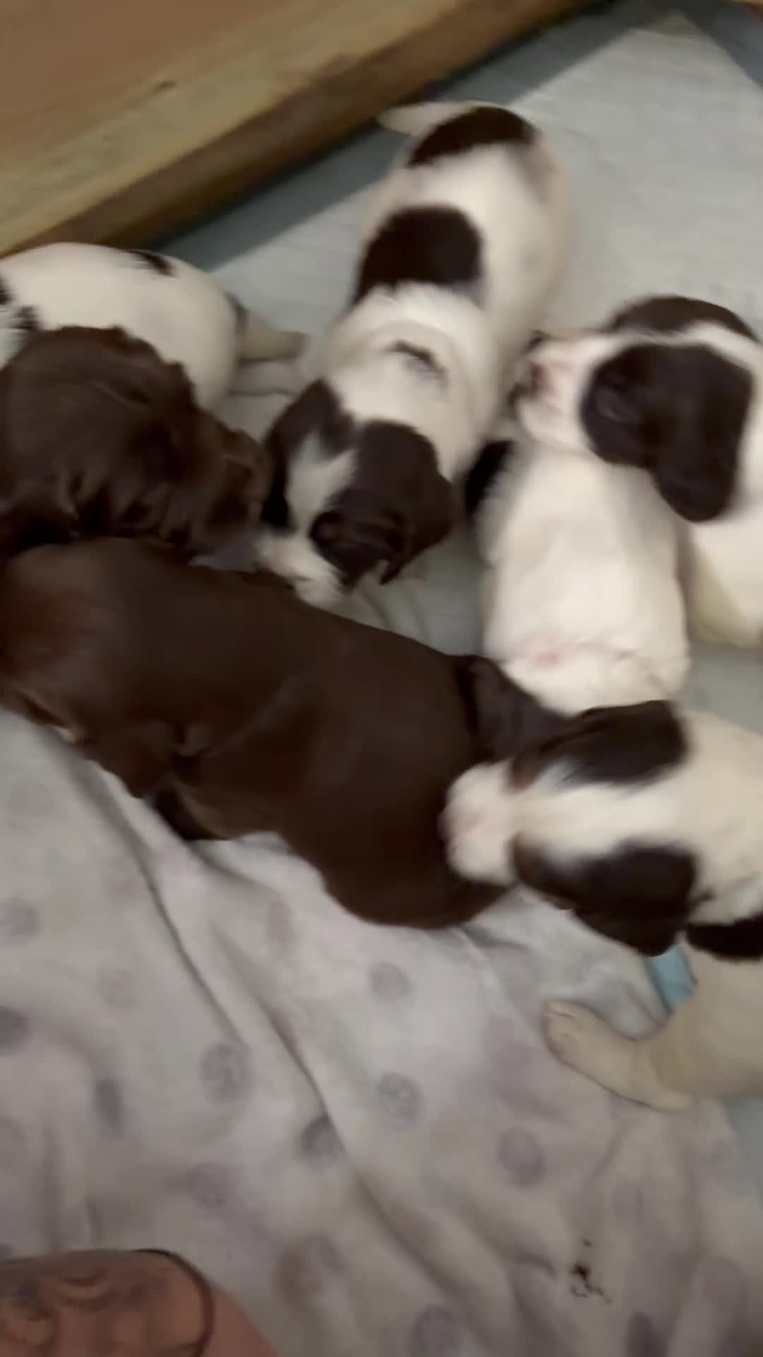 Sprocker dogs for sale: 9 Sprocker puppies  - Video 1