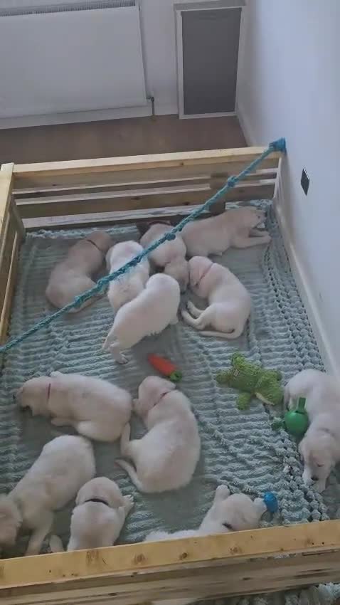 Golden Retriever dogs for sale: KC Golden Retriever Puppies READY TO GO NOW - Video 1