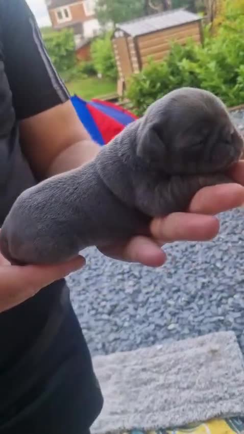Pug dogs for sale: Exotic Pug puppies  - Video 2