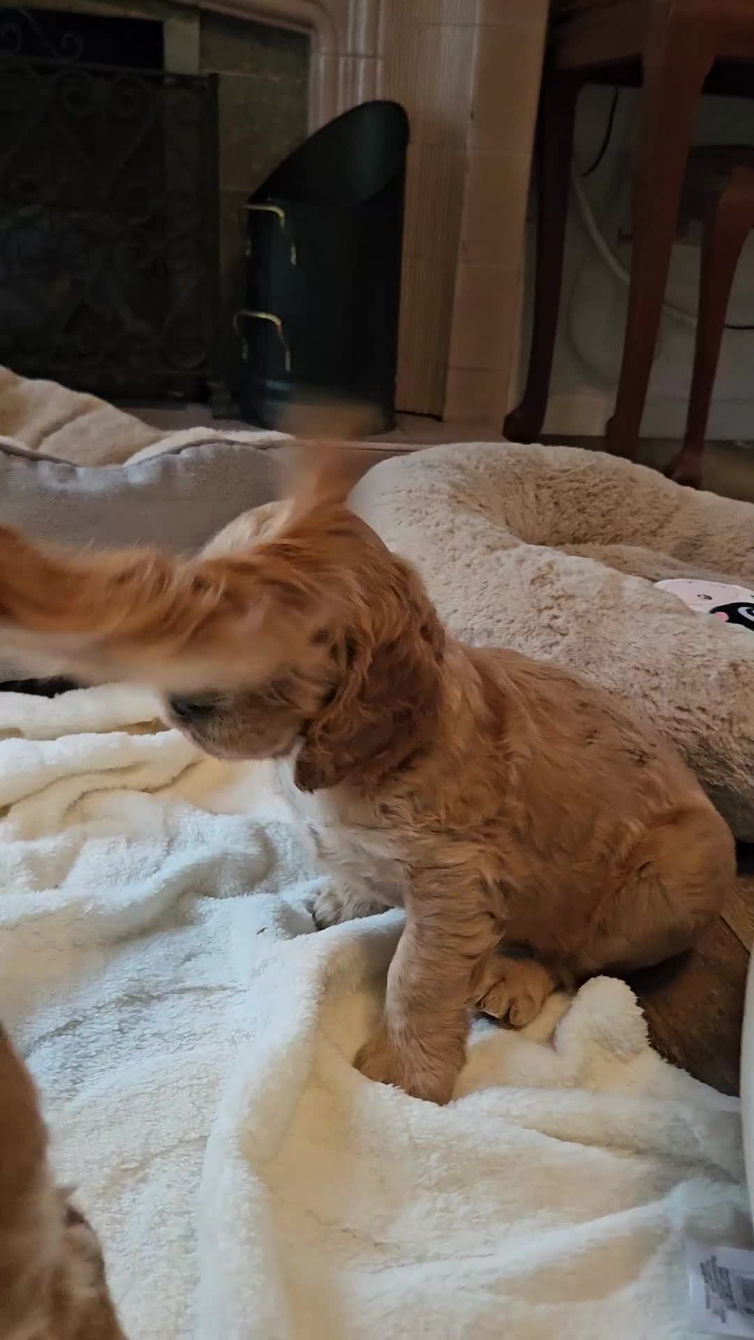 Cocker Spaniel dogs for sale: 🐾 KC Show Cocker Puppies 💛 Fully Health Tested  - Video 2