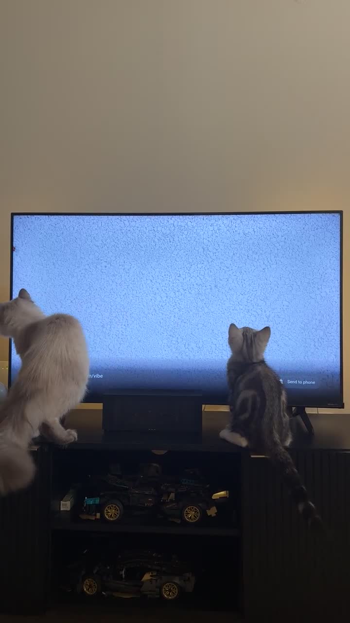 Siberian cats for sale: 2 cats for sale (father and son) - Video 2