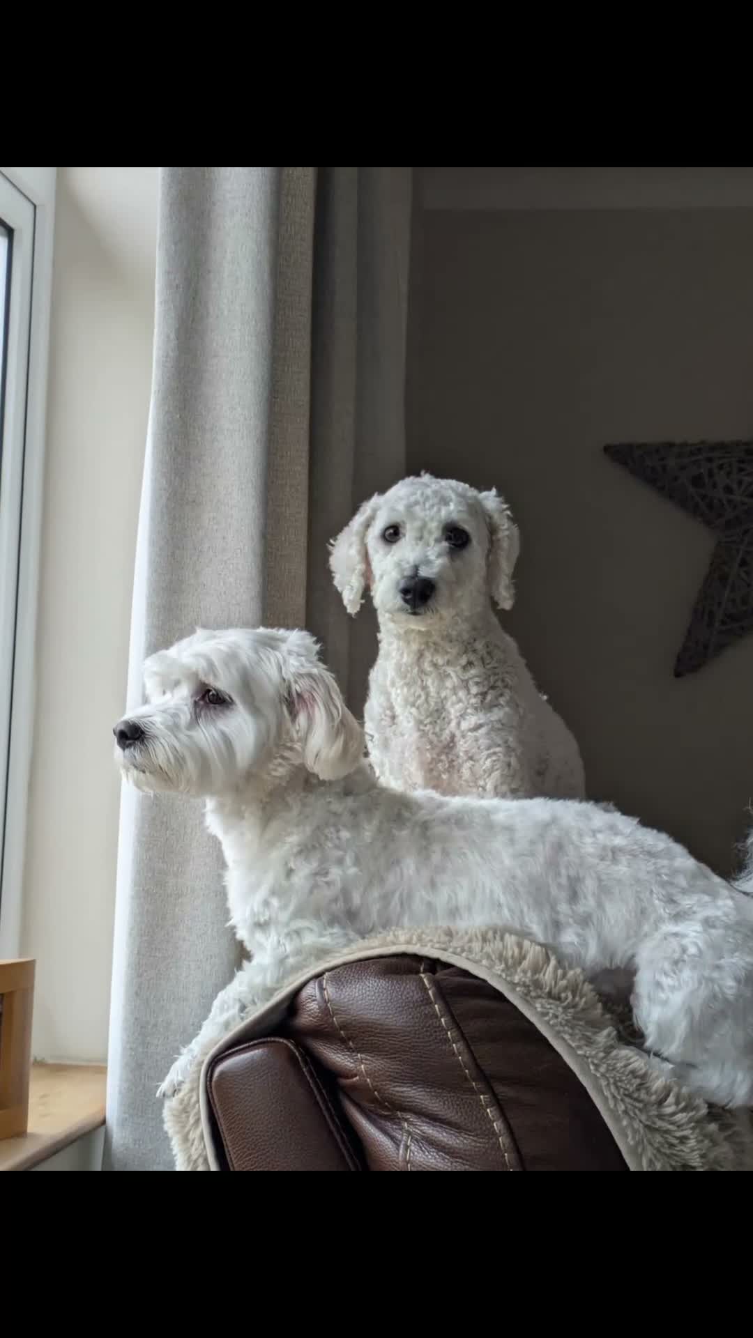 Mixed Breed dogs for sale: Maltichon  in Horncastle - Video 1