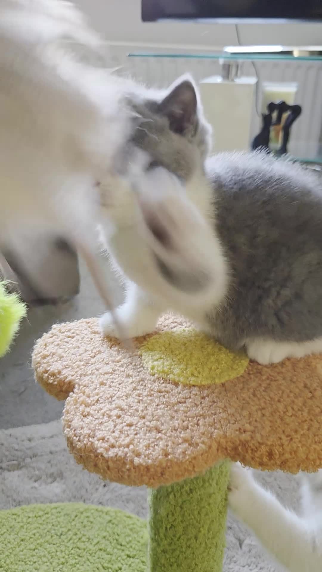 British Shorthair cats for sale: British shorthair kittens girls  - Video 1