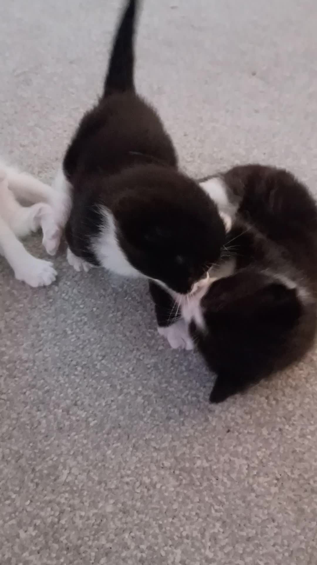 British Shorthair cats for sale: Kittens For Sale - Video 1