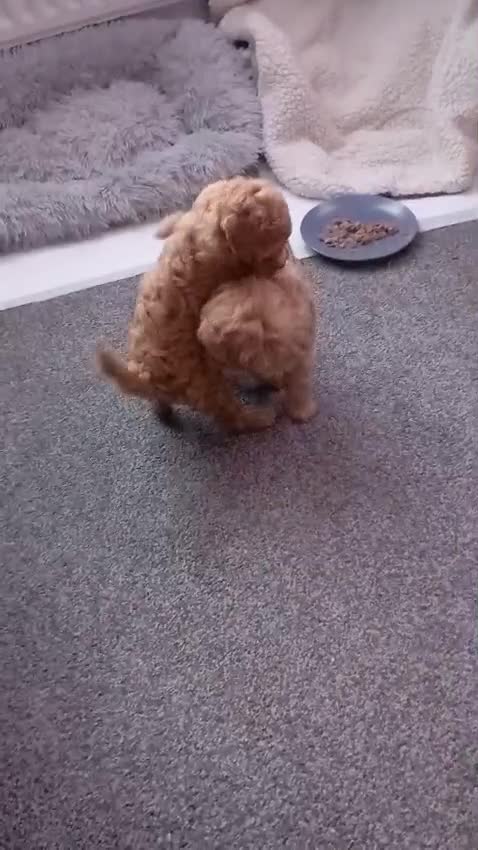 Maltipoo dogs for sale: Malitpoo  puppies  for sale in Canterbury - Video 4