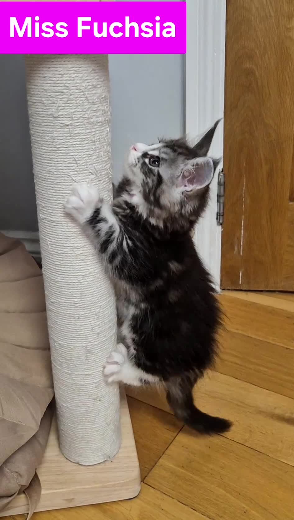 Maine Coon cats for sale: 🎀 Outstanding GCCF Pedigree Maine Coon Kittens  - Video 1