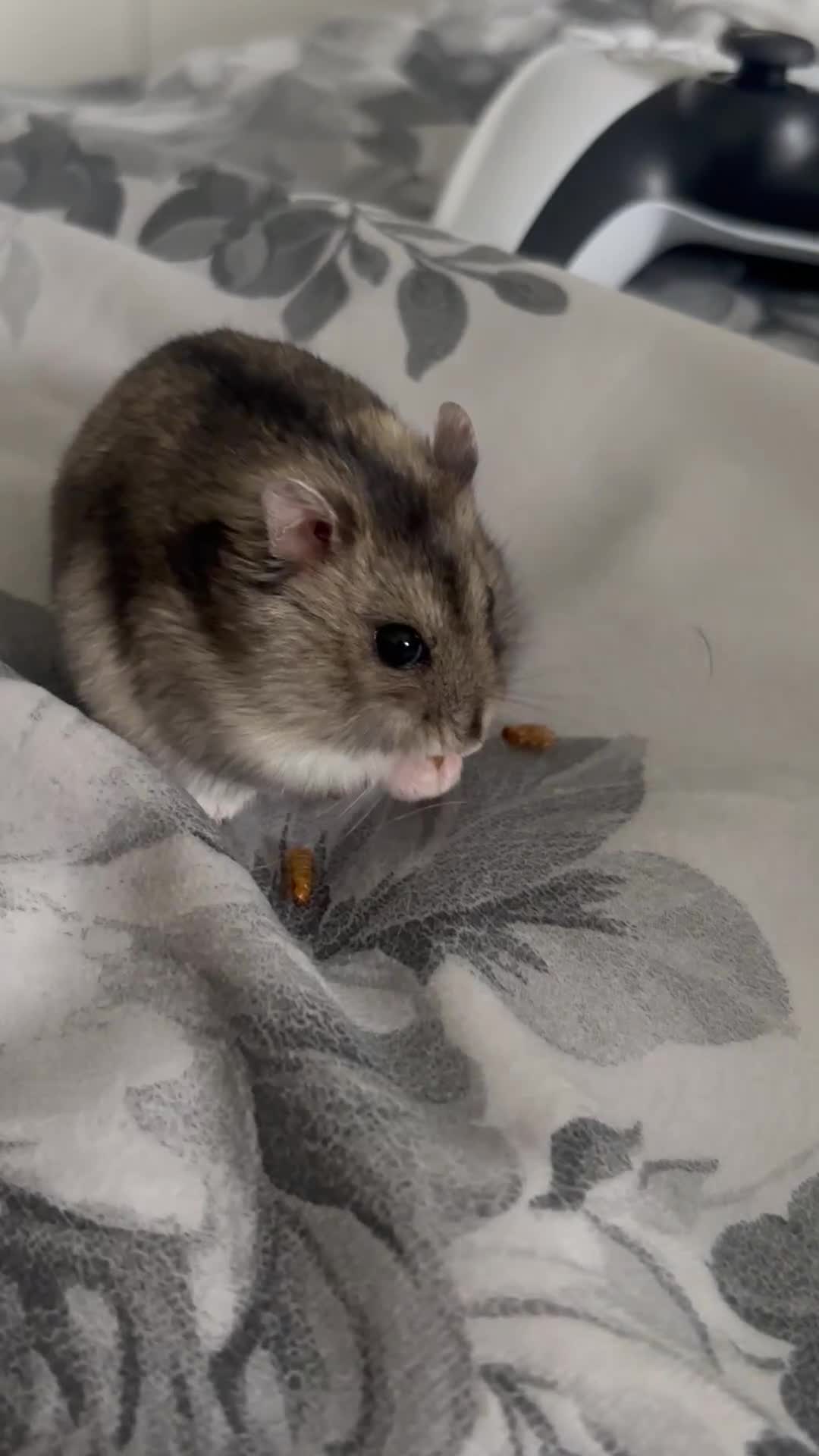 Hamster rodents for sale: Dwarf hamster for re-homing  - Video 1