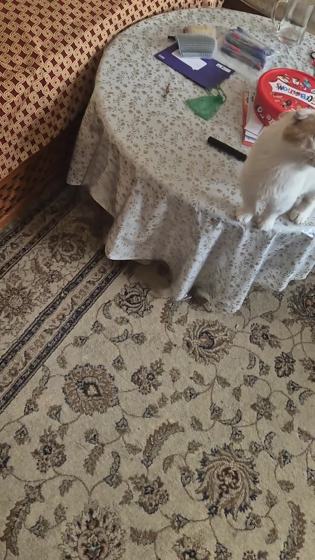 Mixed Breed cats for sale: Scottish fold/ Sphinx mix - Video 2