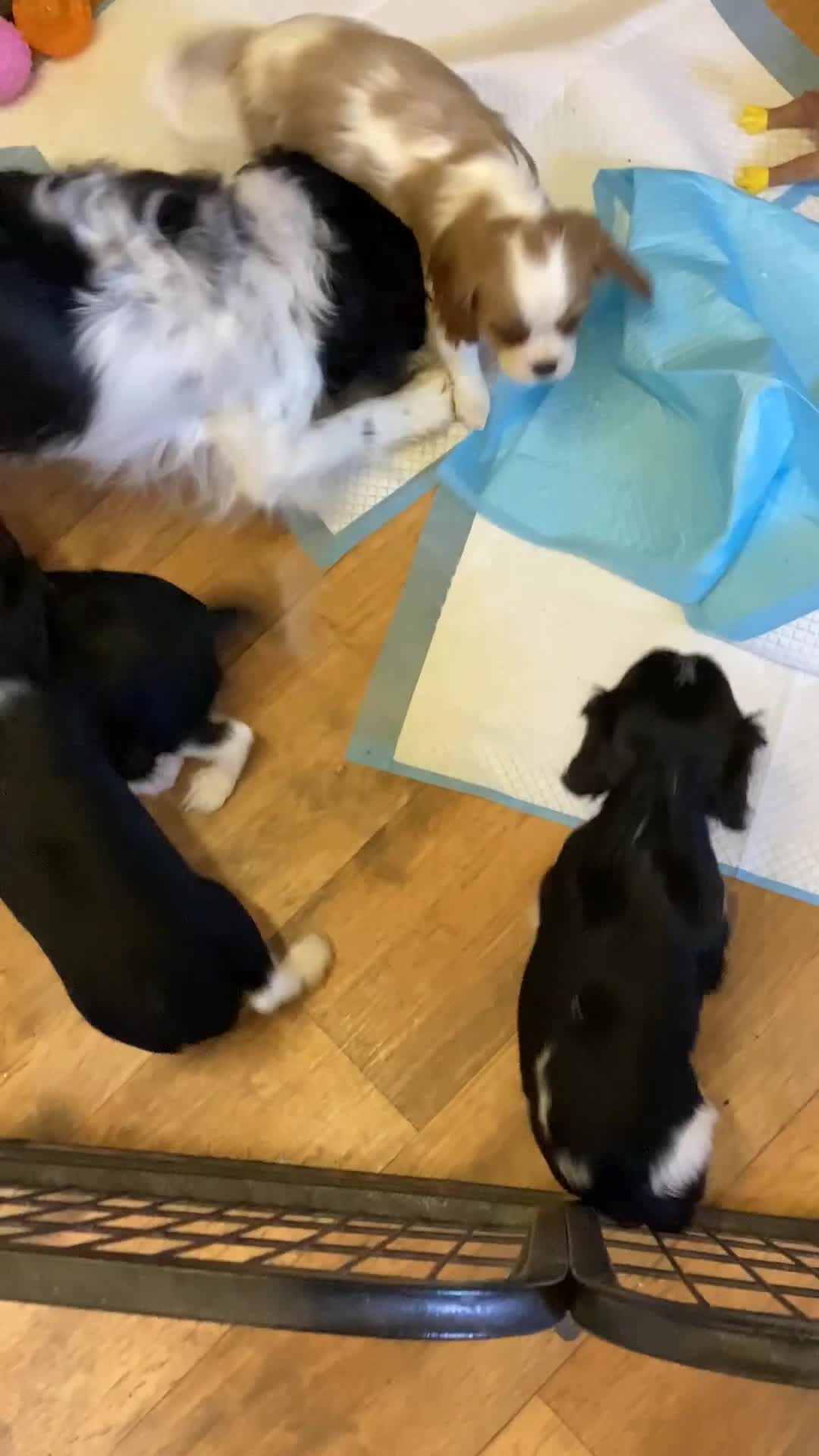 Cavalier King Charles Spaniel dogs for sale: Cavalier King Charles  - Video 1