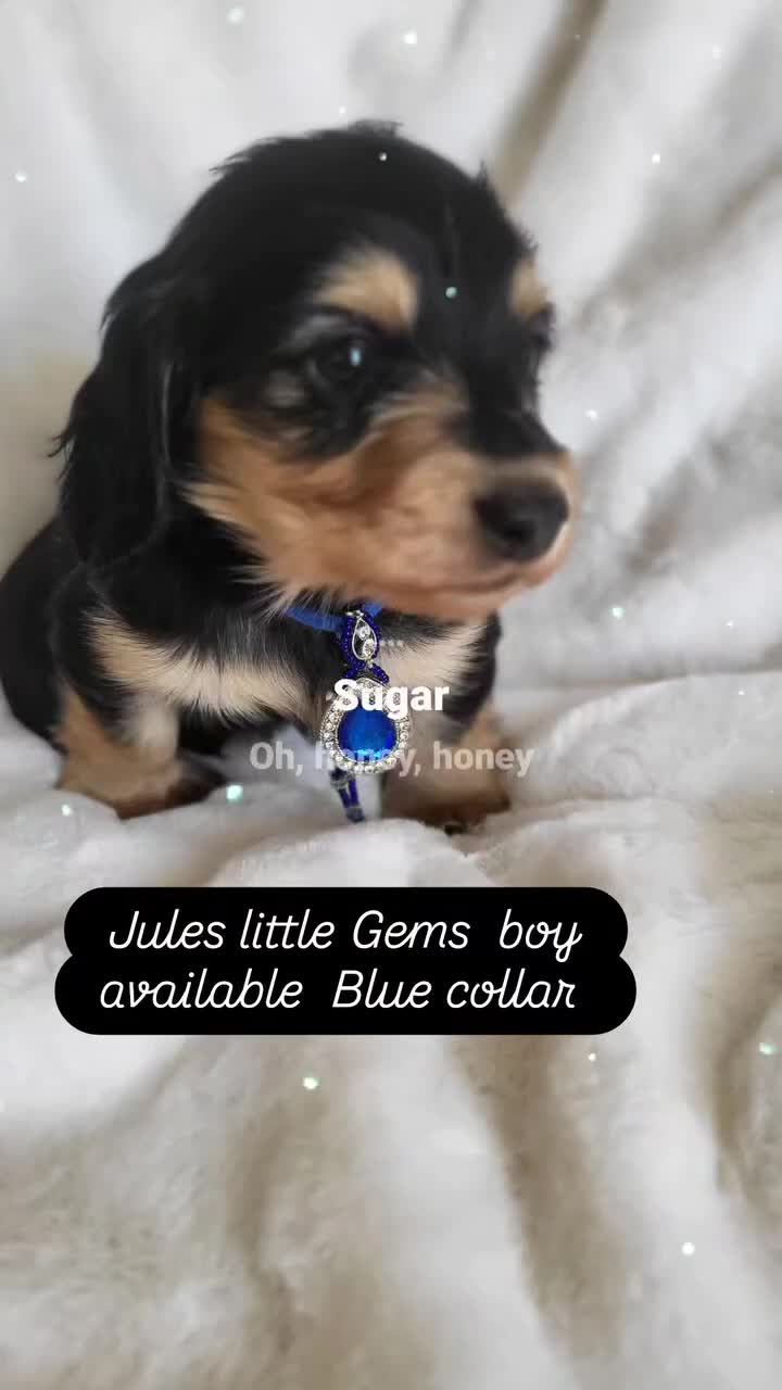 Miniature Dachshund dogs for sale: KC Black and Cream  long haired  - Video 1