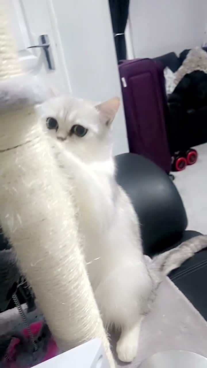 Scottish Fold cats for sale: Beautiful Silver Scottish Straight chinchilla  - Video 1