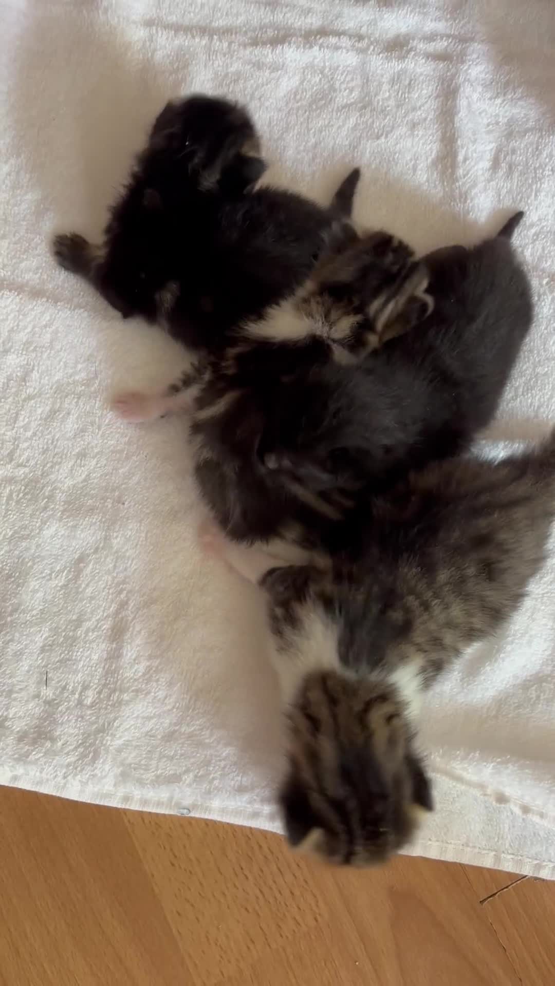 Domestic Shorthair cats for sale: 4 kittens for sale  - Video 1