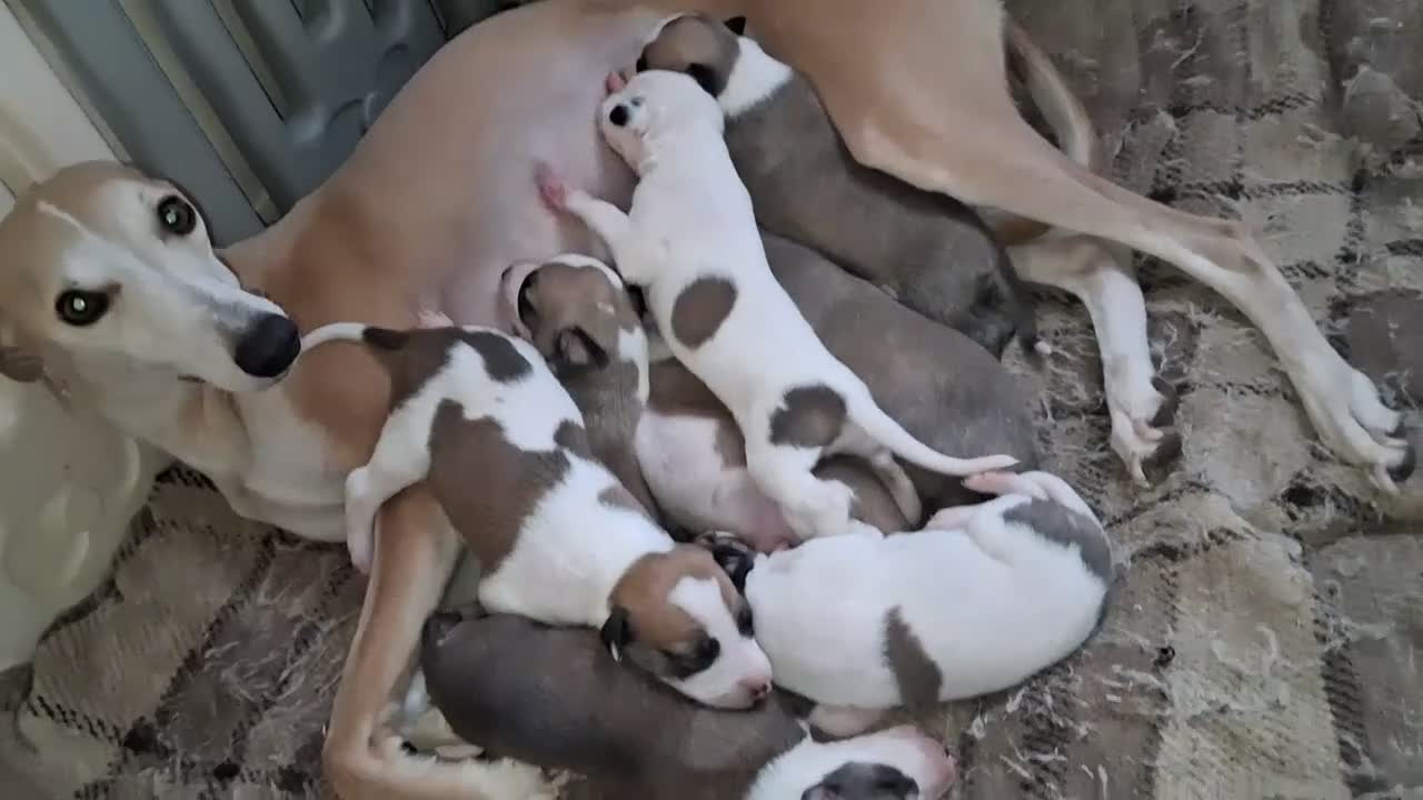 Whippet dogs for sale: Whippet Puppies in Dollar - Video 1