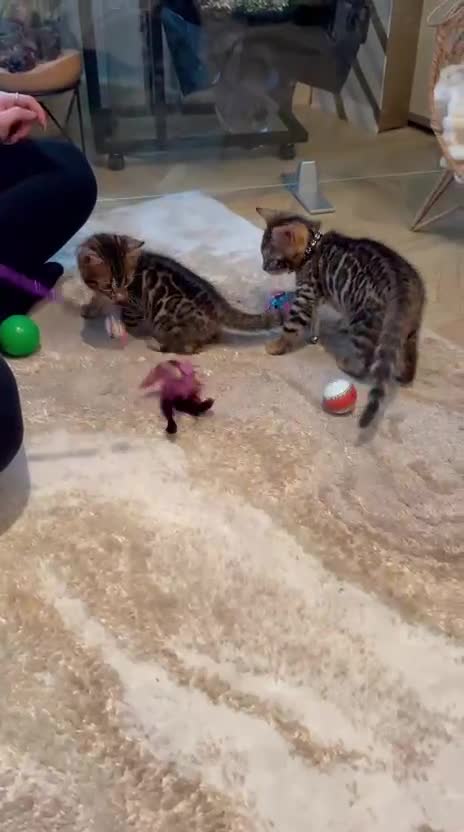Bengal cats for sale: ❤️ Stunning Pure Bengal Kittens ❤️ - Video 3