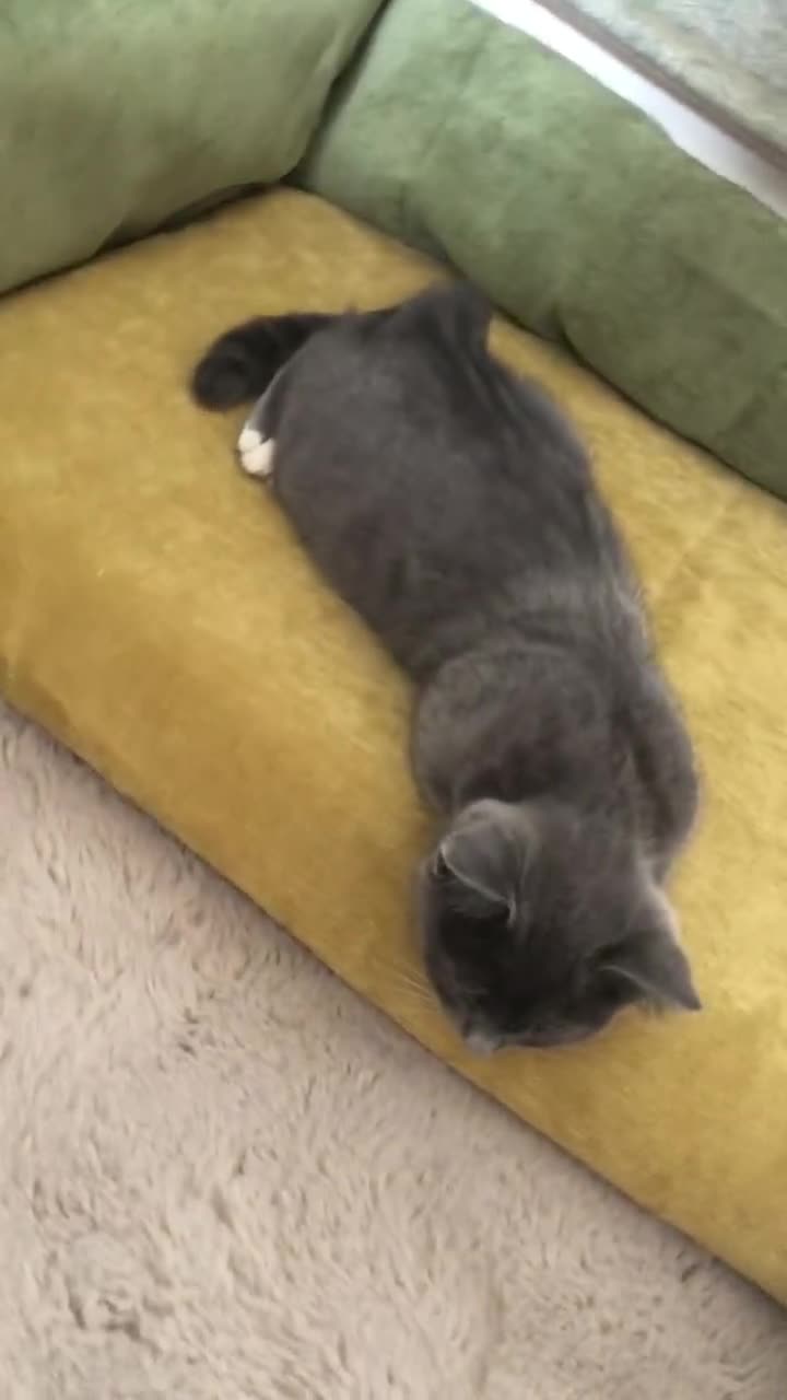 Persian cats for sale: Gorgeous Persian Cross Kittens  - Video 4