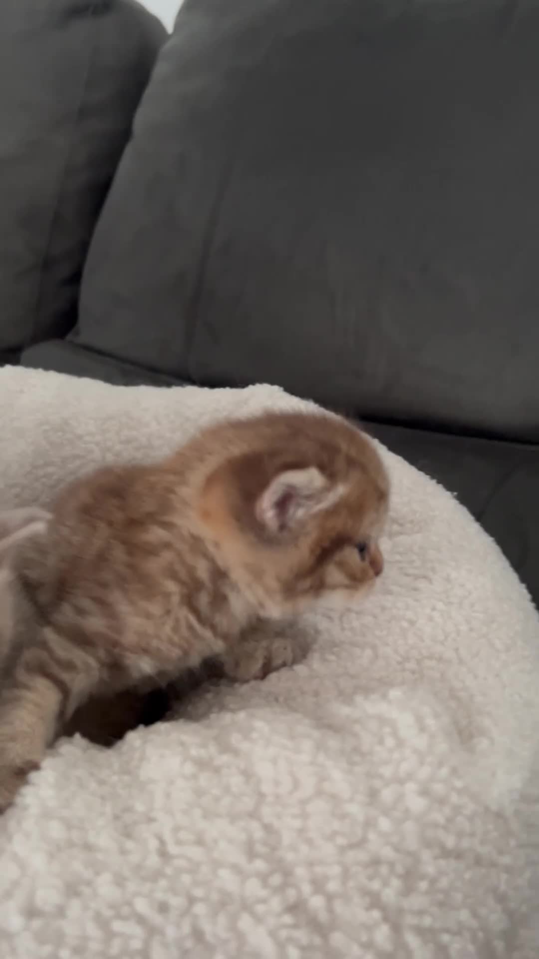 British Shorthair cats for sale: Gorgeous British shorthair kittens  - Video 3
